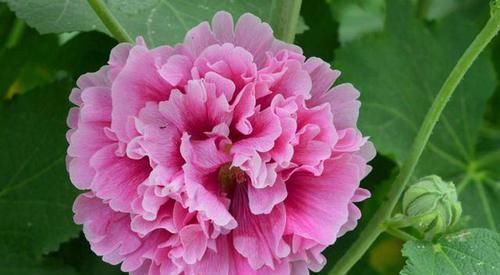  『清热』此花一丈红，花色红艳红漫天，花型硕大少见，花叶皆食清热镇咳