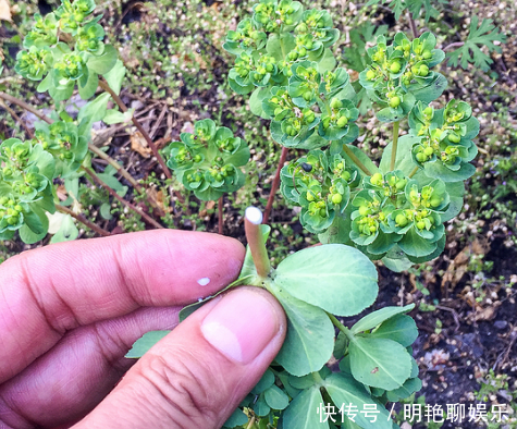 农村人称“猫儿眼”，从前遍地都是无人采摘，现在城里10元一斤