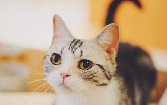 # 智者#猫咪的八大谣言，谣言止于智者，请理智对待猫咪，切勿模仿，辟谣