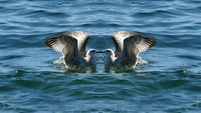  『海洋生物』贝加尔湖是淡水湖，为何会出现大量海洋生物？