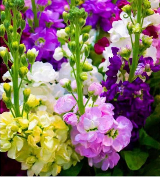  美艳：很容易养的3种花，养护不费心，给点水就来劲，开花美艳你阳台