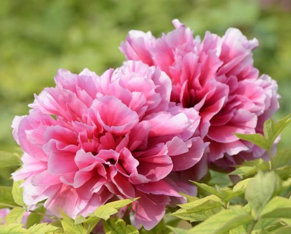 「适合」适合家养的5种花卉,花大色艳,花期长,花量繁多,非常美
