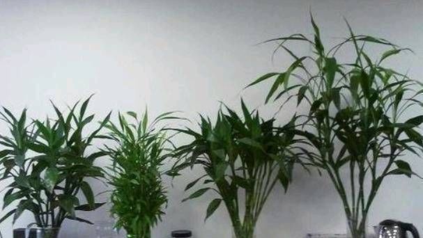 「花草」这些盆栽植物都是喝水的。它们每一个都盛开着花草