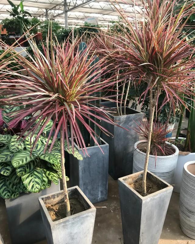 适合@10种适合室内的小众花,今年超流行,点缀家居,越养越精致