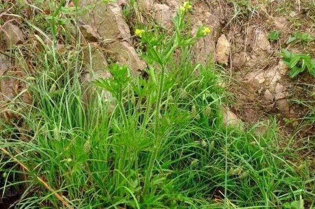  药用价值■农村茅厕边野草，人称“水杨梅”，农民见到就烦，但