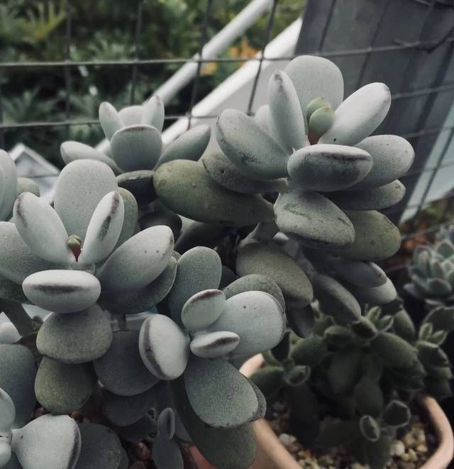\＂i4\＂: \＂http://p2.qhimgs4.com/t01a128b3d0f0ecd9b0.jpg?size=640x403\＂肉肉想要养得好，闷养一定不能少！