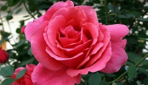  [常容易养活]4种“懒人花”，花期长颜值高，招财纳福聚喜气，来年旺旺旺
