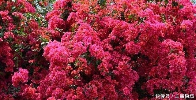 【三角梅】巴西三角梅非常好养,耐寒性强,花期长,花开香满园!