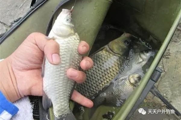  【选择】朝天钩钓草洞的技术要点，晚春野钓大鲫鱼，还是这种钓法最给力！