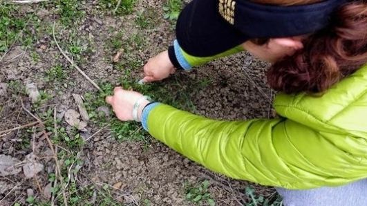  #没错#七八十年代喂猪的野草，不是中药材就是野菜，吃过的是土