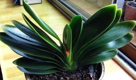  「植物」公认“难养”的三种植物，养成两盆以上的，绝对不“简单”！