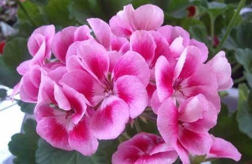  「柠檬黄」喜欢三角梅，不如首选“开花机器”柠檬黄三角梅，花开爆盆成花树