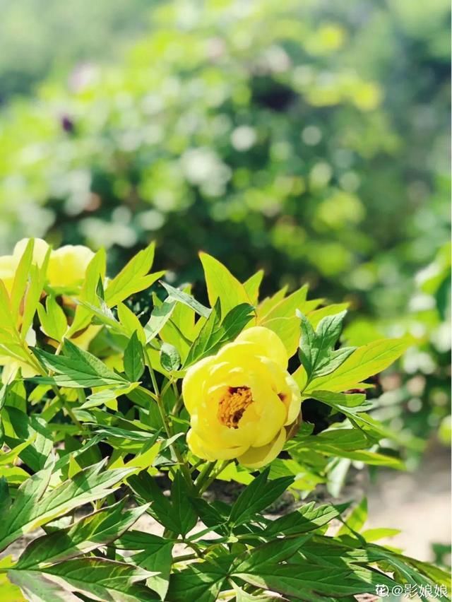 『生活』有一方小院,和你一起养花种草,这样就挺好