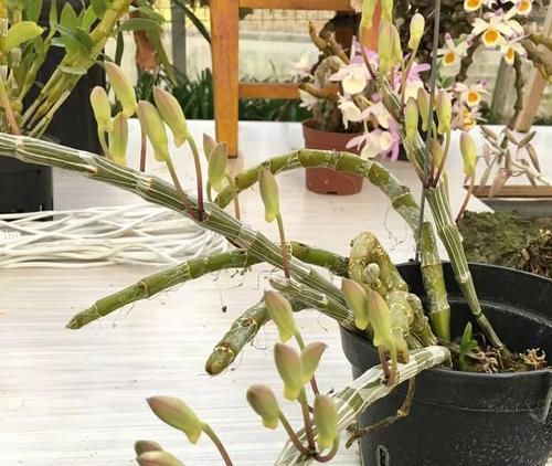  「盆土发白」如何判断家庭绿植花卉盆栽是否缺水？