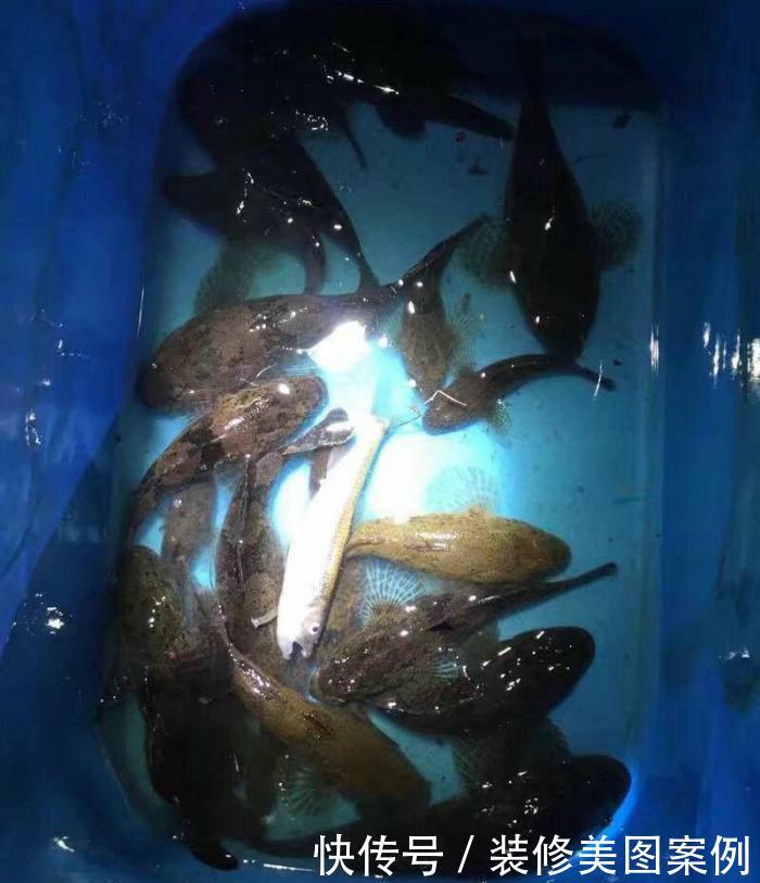  人工湖|消失的西湖名鱼, 再现公园人工湖, 被当成清道夫捞起丢弃