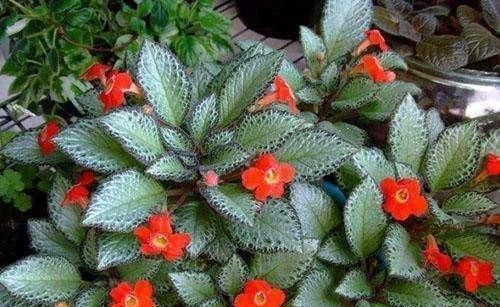  『植物』这“3种”植物，耐阴性强，还能除异味，卫生间养1盆，空气更清新