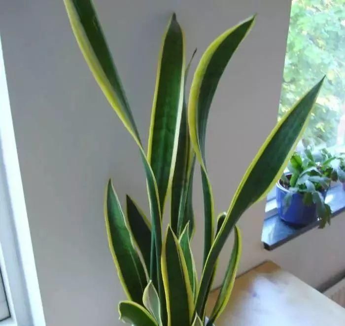  家里|家里养这几种植物就可以室内更自然凉爽