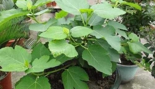  『果实』家中养殖无花果树摸清6点，从购苗到结果，盆栽困难少得多