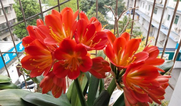  #家里#家里养这8种花,秋天开到过年,冬天温度低也不怕,花瓣爆开4个月