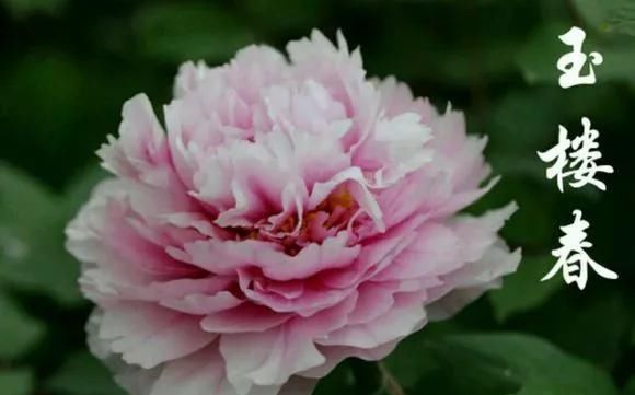  『牡丹』芍药和牡丹的区别图,看懂图就能轻松区分出来!