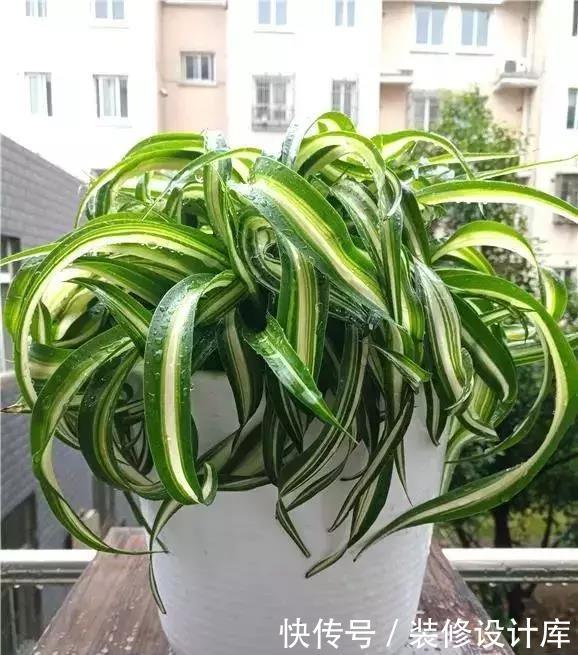  家里：家里养盆卷叶花，光照越强叶子越卷，真有趣