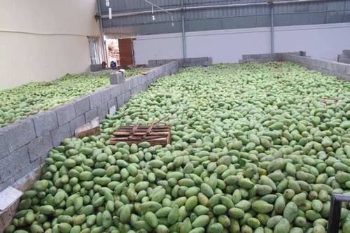  [水果]中国解巴铁“燃眉之急”，另一国“慌了”，称：为啥不买