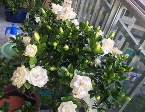  「栀子花」栀子花换盆换土有这么多讲究？来看看，搞不懂换一盆死一盆