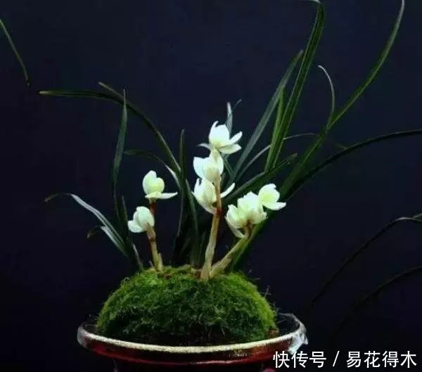  『生长期』兰花生长缓慢或停滞？莫急，也许是未到生长时