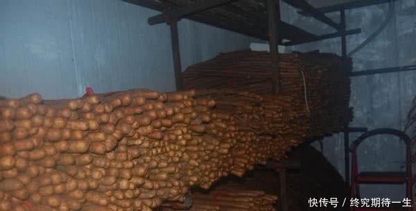  「铁棍山药」人称“神仙之食”，农民大量种植，如今北方卖不掉