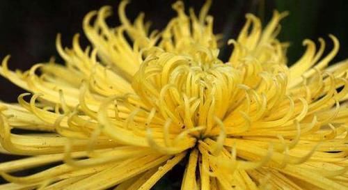 【加倍】喜欢赏菊,就选“佛光再现”,花开“金光四射”,好养易活美极了