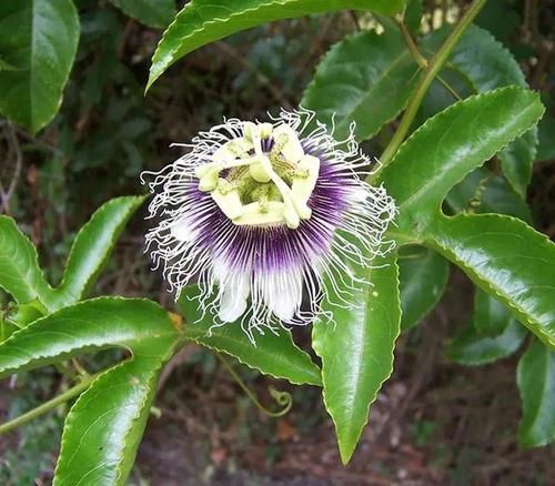  『时钟花』小清新的百香果，开花原来是个触手系