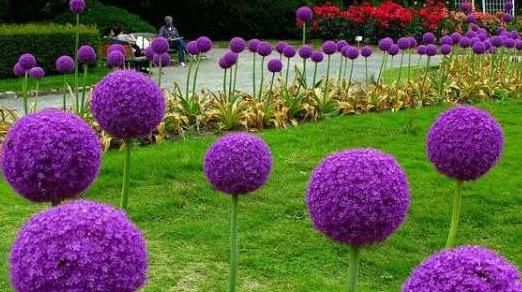  喜欢花：大家有见过这种“大花葱”吗？花语“聪明可爱”，养它观赏性极高