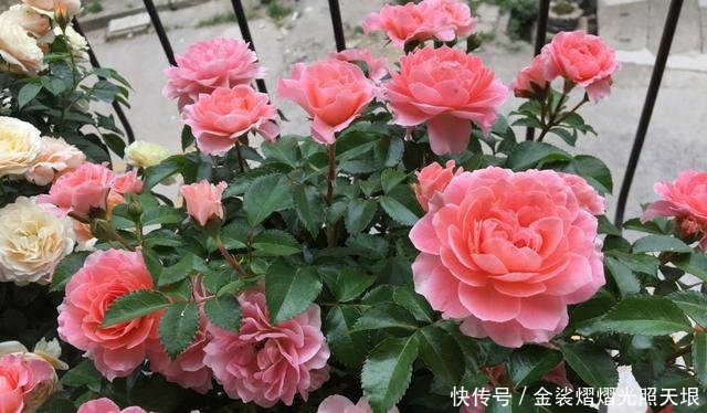 『扦插』扦插月季、栀子花、三角梅,只用一个矿泉水瓶,插出满满大白根