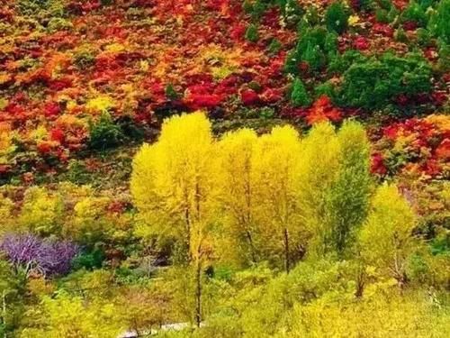 秦岭私藏2条自驾公路,秋季美成天堂,霸占北方最绚烂秋景