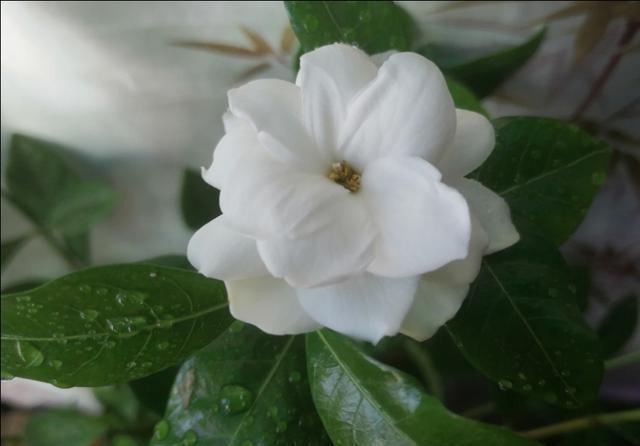 栀子花花苞:只要养护好,栀子花2月也开花,花后别忘一件事,越长越旺