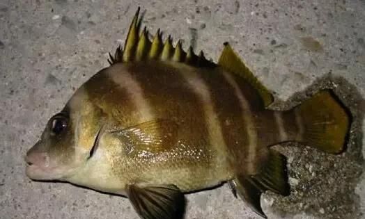  「东山叫红」46种海钓常见的鲷类鱼，最后一种高价的鱼原来也是鲷鱼，才知道