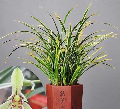  铭品■花叶“双艺”的兰花铭品，花香出众，花量惊人，最完美的线艺之作