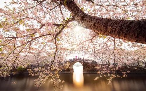 再过一个月，这些地方就美成仙境了！