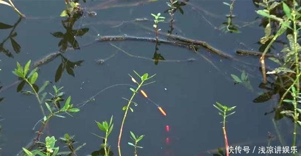  [水中溶氧]钓鱼必杀技久坐无鱼咬钩，可以试着这样调整，咬钩量翻几倍！