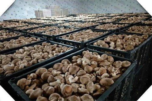  种植|农村有哪些高收入农作物可种植呢？这三个，种好肯定能赚钱