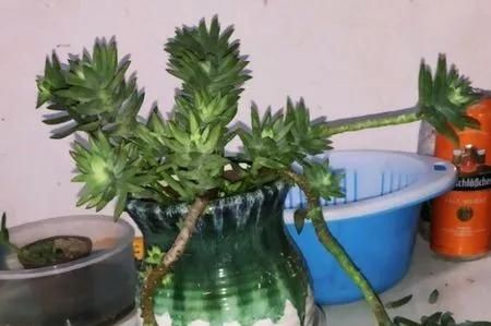  『千佛手的叶』多肉植物千佛手爆侧芽方法技巧