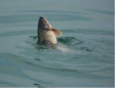 『水下』水下什么鱼,看鱼泡基本上八九不离十,鲤草鲫青鲢都能看出来