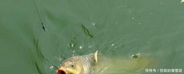 「忍不住」鲤鱼太狡猾不咬钩?下次记得用上这招,它再狡猾也会忍不住咬钩