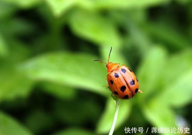 『解决』天气变暖虫子多,怎么解决各式各样的虫子,有专门的方法