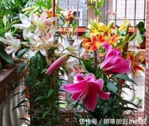 『家里』3种花,一养就上瘾,随手养一盆,幸福又美好,家里养着上档次!