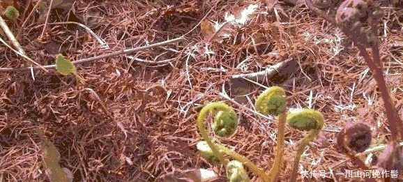 这种植物, 若遇到了，请别“连根拔起”, 当今真的好珍贵