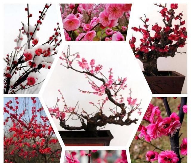  『适合』适合北方庭院栽的花木