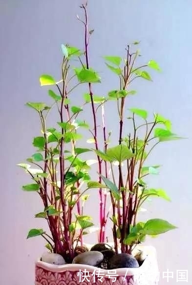  『刚发芽的红』花盆里种了一个小红薯，100天内装满红薯“孩子”的香气很甜，很好吃