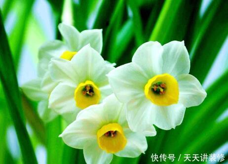  「喜欢」喜欢养护花卉，就选择开花量繁多，长势茂盛，花色绚丽的5种花卉