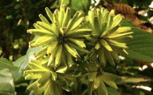 珍贵:1种树高大,被称为“喜树”,结出的果子像“香蕉”,珍贵、特别